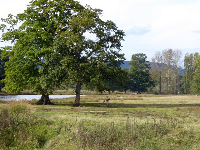 Stag in Powderham Castle park