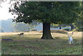 Fallow Deer at Bradgate Park