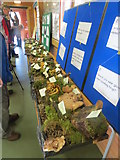 SP9314 : A Fungi Exhibition in The Barn at College Lake by Chris Reynolds
