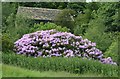 Rhododendron in full flower