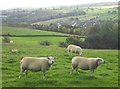 Sheep by Hunshelf Road