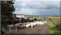 Sheep at Throstle Nest Farm