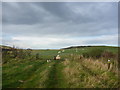 NT8669 : Rural Berwickshire : Sheep Corner by Richard West