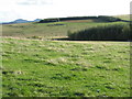 Pasture and plantations near Wooplaw