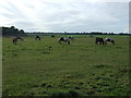 Grazing south of Southport New Road (A565)