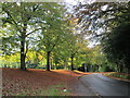 Autumn colours on East Drive, Cheddleton