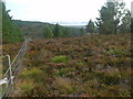 NH7077 : Edge of forest near Coag, Easter Ross by ian shiell