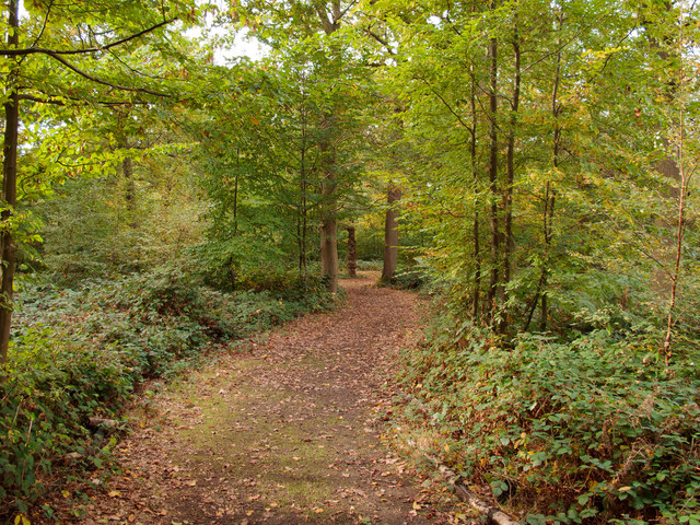 Path in Parndon Wood Nature Reserve