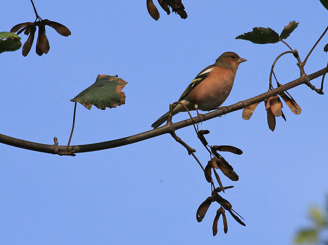 Male Chaffinch on sycamore