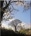 Tree on Bowden Lane