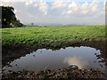 Puddle by Bowden Lane