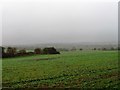 Fields behind Pinfold Hotel