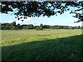 Flood meadows at Wedge