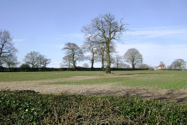Oaks near Headley Heath
