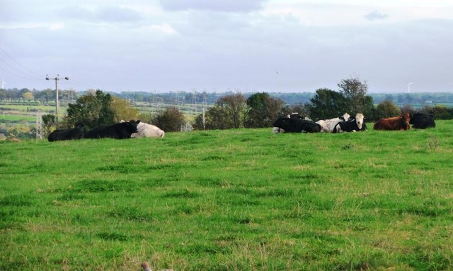Cattle pasture, north of Wigton cemetery