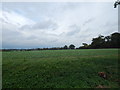 TL9442 : Field near Mill Green by Hamish Griffin