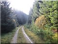 Logging road, Hyndhope