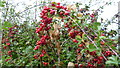 Red berries in the hedgerow near Crewgreen