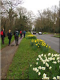 TQ5639 : Daffodils along the A264 by Matthew Chadwick