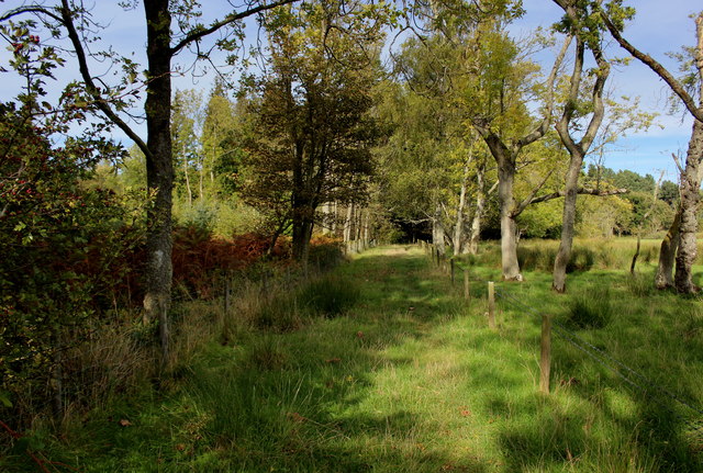 Northumberland Coast Path beside Old Wood