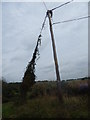 Telegraph pole with creeper