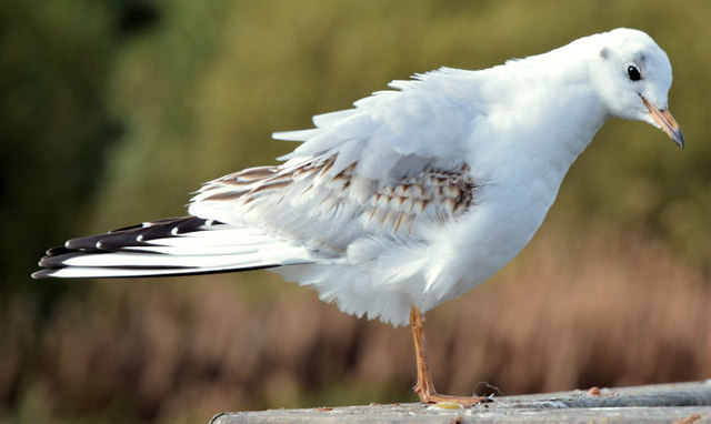 Black-headed gull, Kiltonga, Newtownards - October 2014(2)