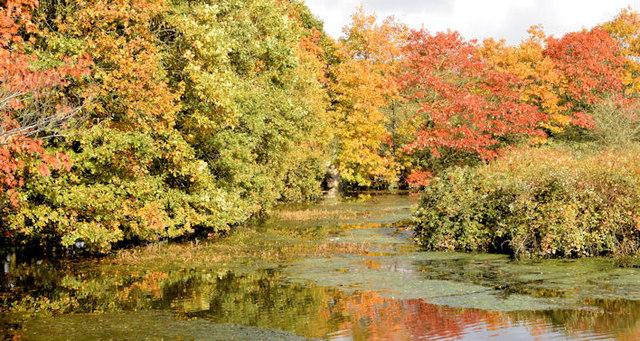 Autumn trees, Kiltonga, Newtownards ... © Albert Bridge :: Geograph Ireland