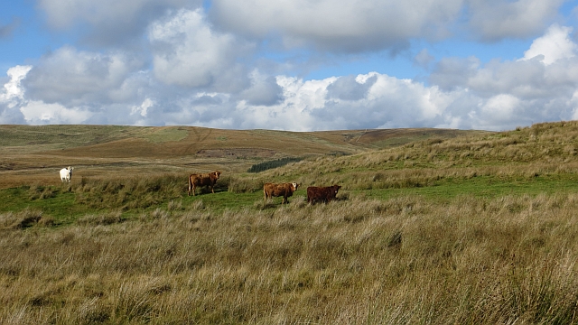 Cattle, Redfordgreen