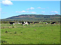 T2093 : Cattle near Garryduff Cross Roads by Oliver Dixon