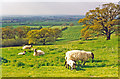 SO9540 : Bredon Hill: SW view to Tewkesbury by Ben Brooksbank