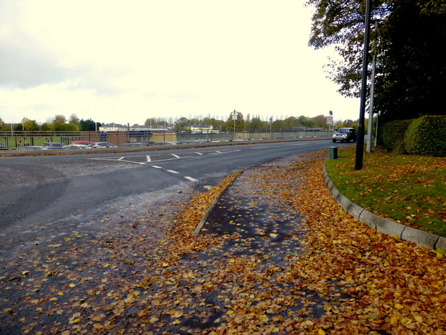 Fallen leaves, Crevenagh Road, Omagh