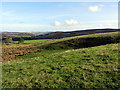 Grassland above Buchshott Farm