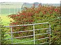 Flowering fuchsia on the edge of Belleek GAA grounds