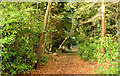 Path, Belvoir Forest, Belfast (October 2014)