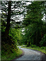 SN7564 : Forestry road south-east of Strata Florida, Ceredigion by Roger  Kidd