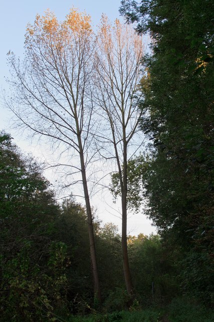 Sunlight on trees, Oakwood and Ash Plantation