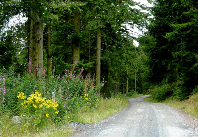 Forestry road south-east of Strata Florida, Ceredigion