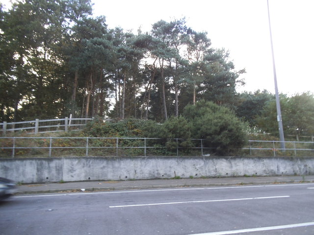 Trees by the M25 roundabout, Ockham
