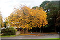 Autumnal horse chestnut in Drummond Road, Inverness