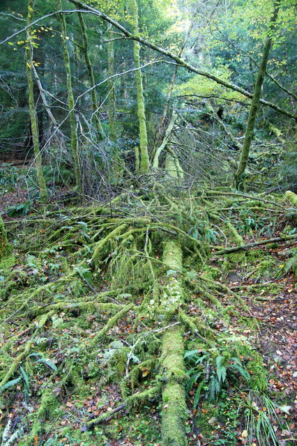 Fallen wood in Reelig Glen
