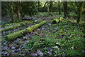 Discarded cut wood in Reelig Glen