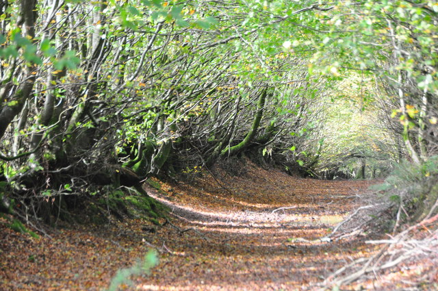 West Somerset : Woodland Track