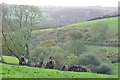 West Somerset : Grassy Field & Ponies