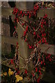 Decorated fence: garlands of bryony berries growing on the fence by the footpath across the railway