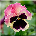 Autumn-flowering Pansy