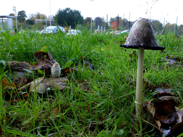 Fungus, Campsie, Omagh