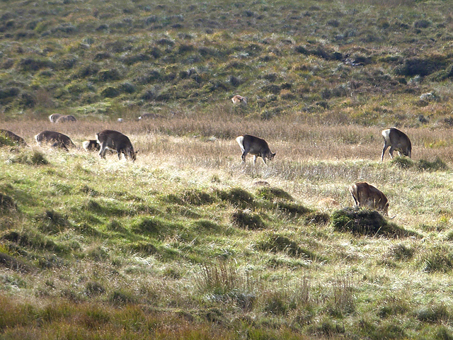 Herd of Sika deer