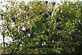 Wild privet in a hedge in Station Road, Bleasby