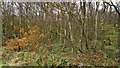 SK3064 : Birch and beech wood on Upper Moor by Chris Morgan