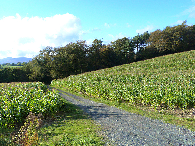 Field of maize at Connary